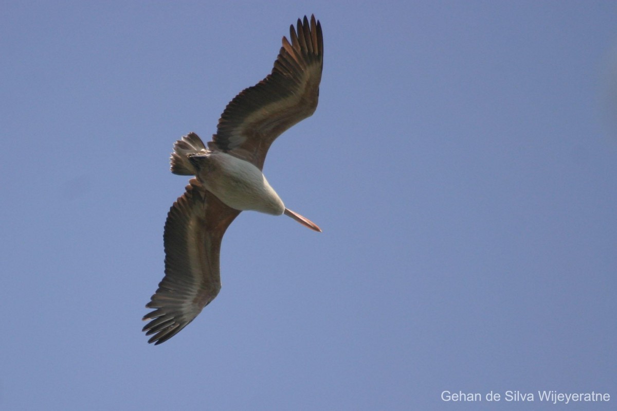 Pelecanus philippensis Gmelin, 1789